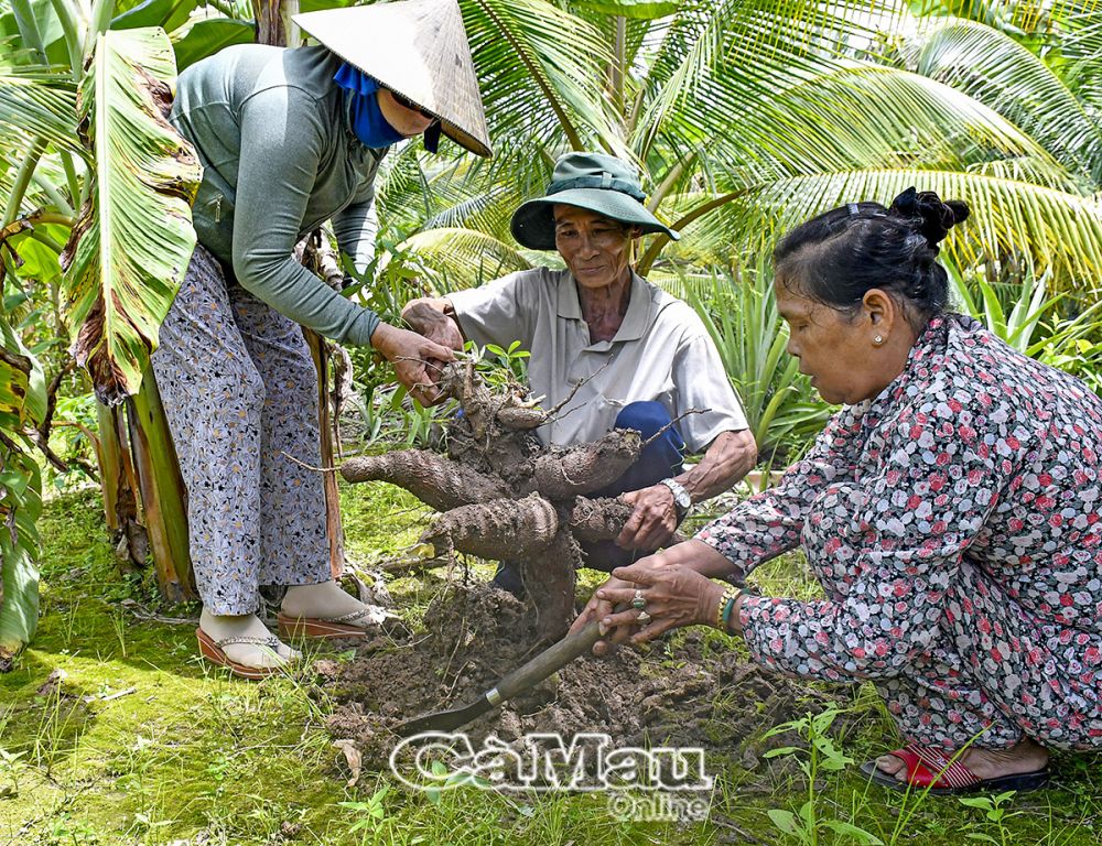 Mỗi sáng, vợ chồng ông Sầm Văn Chùm ra vườn thu hoạch đủ loại: dừa, chuối, khóm, khoai... thương lái đến tận nhà thu mua.