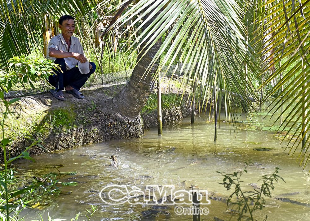 Dưới các ao, gia đình thả nuôi các loại cá đồng: rô, trê, lóc... mang đến nguồn thu ổn định.