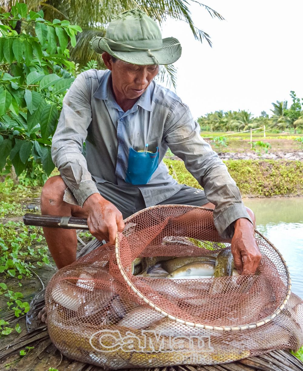 Hội viên nông dân Ðỗ Hữu Ánh, Khóm 1, phường Tân Thành, TP Cà Mau, 2 lần được vinh danh Nông dân Việt Nam xuất sắc, năm 2017 và 2024.