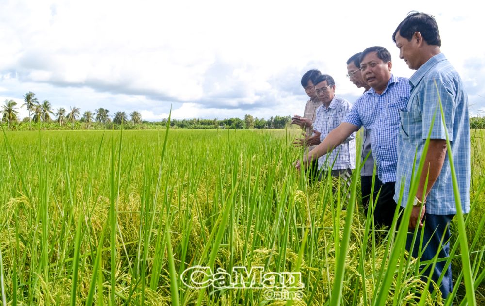 Ðoàn cán bộ Hội Nông dân tỉnh kiểm tra thực tế tình hình sản xuất vụ mùa của nông dân xã Trần Hợi, huyện Trần Văn Thời.