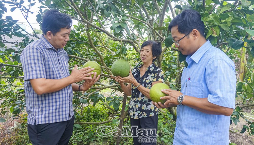 Bà Trần Thị Việt Anh, ấp Kinh Ðứng A, xã Khánh Hưng, tiên phong chuyển đổi sản xuất sang trồng bưởi da xanh ruột hồng, tăng thu nhập bền vững.