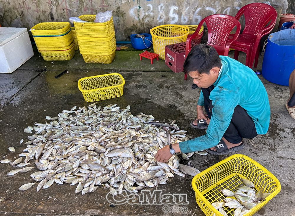 Hơn 10 kg cá các loại là thành quả sau một ngày khai thác bằng nghề lưới trên biển của anh Lê Văn Bằng, ngư dân Vàm T29.