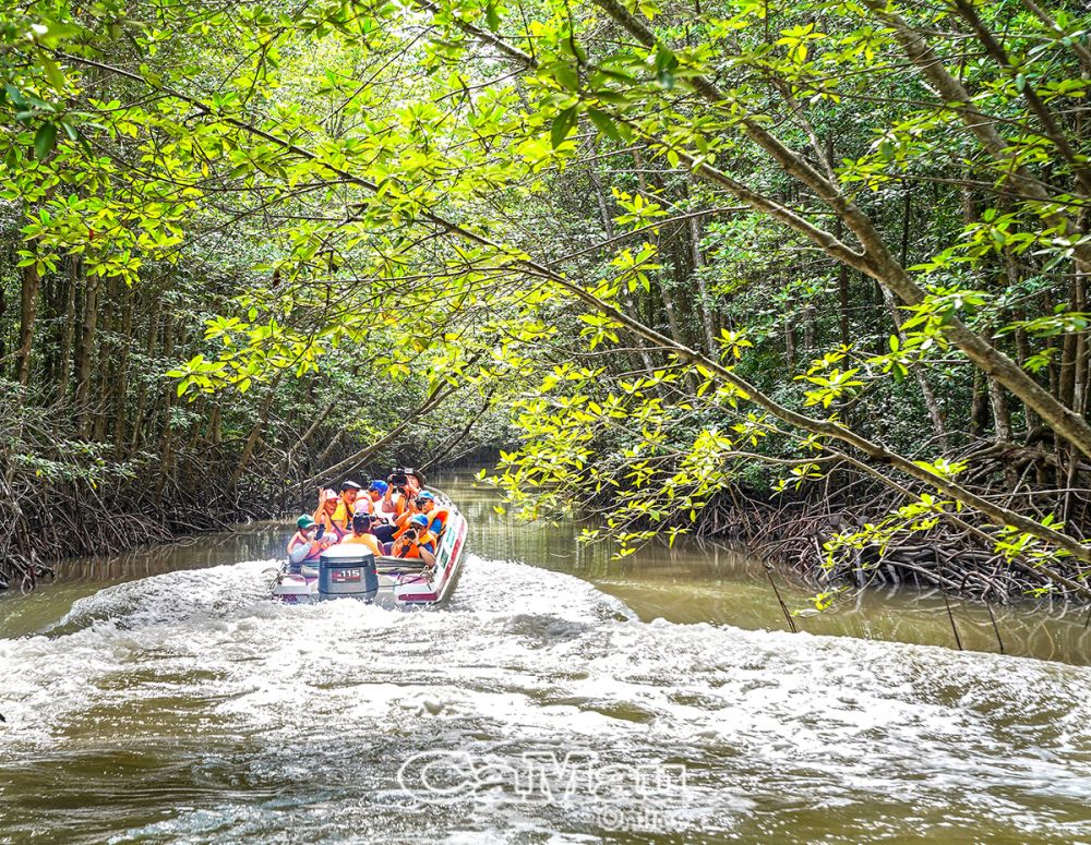 Khám phá tour xuyên rừng Vườn Quốc gia Mũi Cà Mau bằng ca nô rất thú vị.