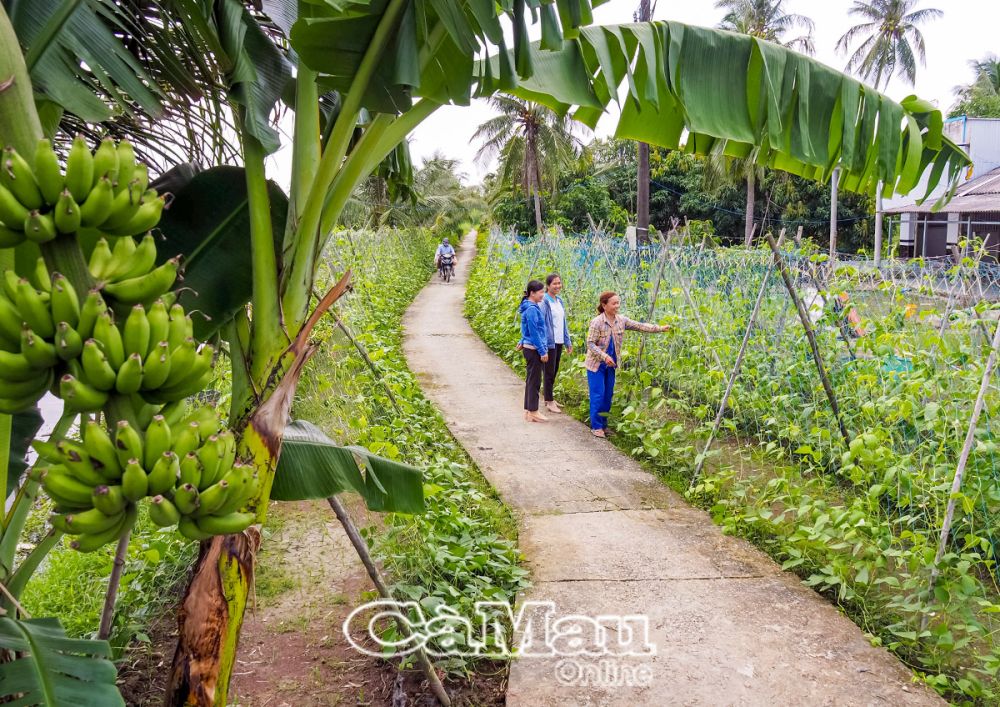 Mô hình trồng hoa màu của chị Lâm Thị Mát, ấp Vườn Tre, xã Khánh Lộc, huyện Trần Văn Thời, với 3 công đất, mỗi năm trồng 4 vụ (đậu đũa, dưa leo, khổ qua...) cho thu nhập 80-100 triệu đồng.