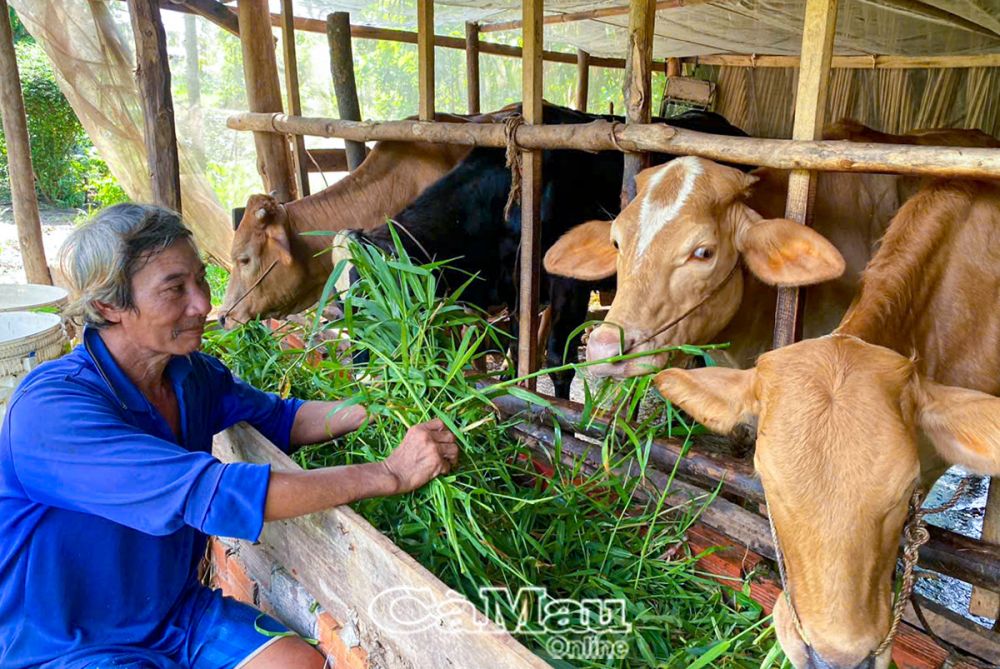 Mô hình nuôi dê thành công của gia đình chị Ngô Thị Liễu. Ảnh: HỒNG PHƯỢNG