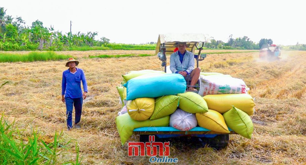 ក្រោយពីច្រូតកាត់រួចរាល់ ស្រូវត្រូវដឹកជញ្ជូនទៅផ្ទះដោយម៉ាស៊ីនយន្តូបនីយកម្ម។