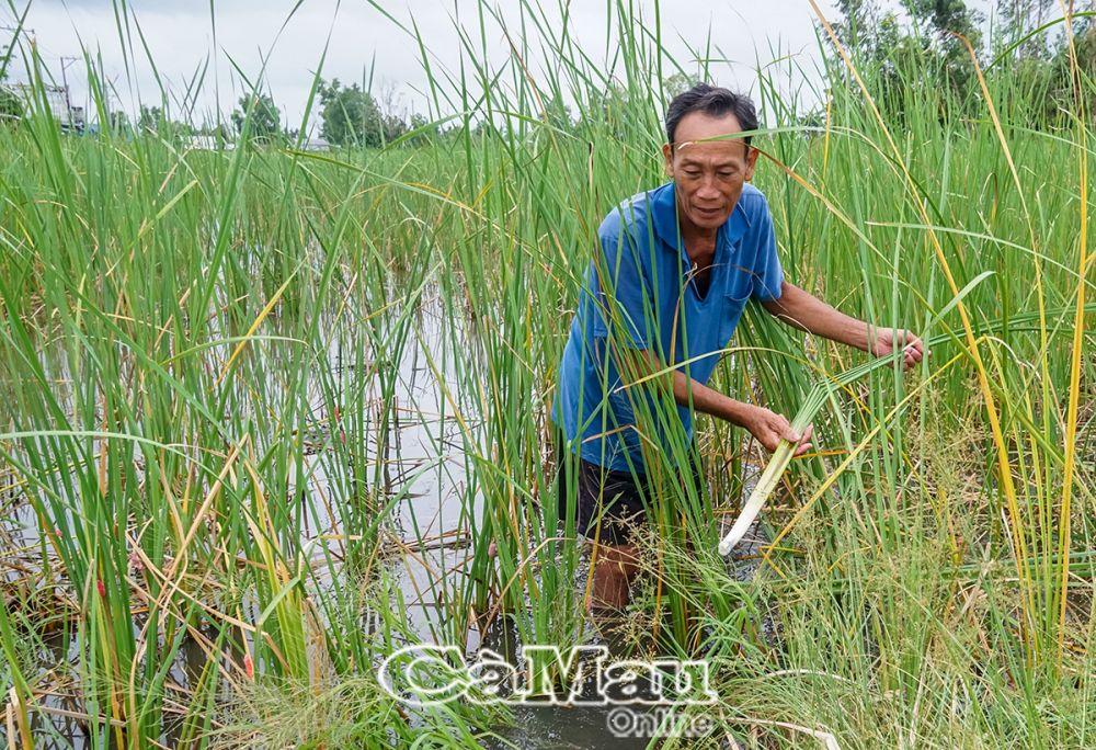 Mô hình khép kín kết hợp trồng bồn bồn và nuôi cá lóc của ông Lưu Hoàng Bi, xã Khánh Lâm, huyện U Minh.