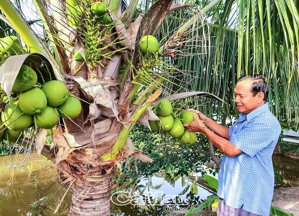 Ðến nay, gia đình ông Huỳnh Văn Thọ trồng hơn 200 gốc dừa xiêm, đem lại thu nhập ổn định hằng tháng 1,5-2 triệu đồng.