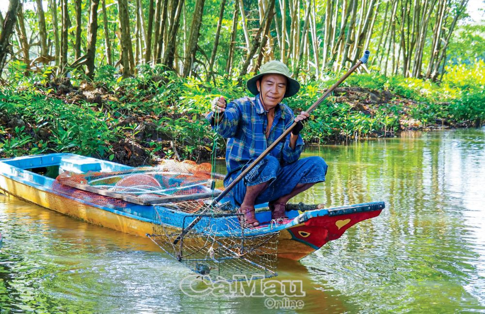 Nông dân Ngọc Hiển đã và đang phát huy tốt giá trị tôm - rừng, các loài thuỷ hải sản dưới tán rừng, góp phần tăng thu nhập, ổn định cuộc sống. Ảnh: LOAN PHƯƠNG