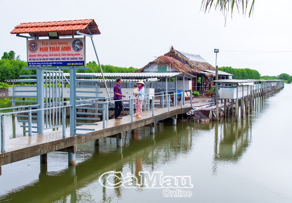 Từ nuôi thử nghiệm 20 cặp chồn giống vào năm 2019, đến nay anh Trần Quốc Sư đã phát triển mô hình thành trang trại, với thu nhập 500-700 triệu đồng/năm.