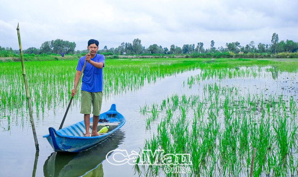 Bên cạnh tôm giống, vụ lúa - tôm năm nay anh Thạch Văn Tình còn được địa phương hỗ trợ giống lúa.