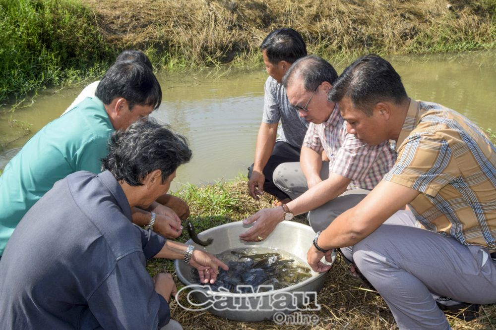 Với tổng diện tích 105 ha, các hộ dân thuộc Chi hội nghề nghiệp “Nuôi cá đồng” trên địa bàn huyện U Minh sẽ chung sức bảo tồn, phát huy nguồn lợi cá đồng trong thời gian tới.