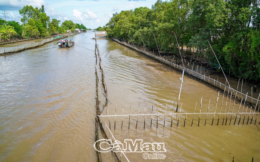 Tuyến kênh từ thị trấn Cái Nước (huyện Cái Nước) xuống Vàm Ðình (xã Phú Thuận, huyện Phú Tân) bị người dân lấn chiếm, rào chắn lưới nuôi sò, làm hẹp lòng sông, gây khó khăn cho phương tiện qua lại.