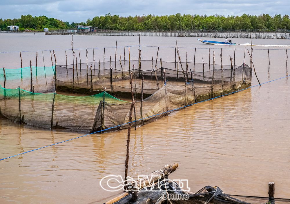 Trên dòng sông Bảy Háp có nhiều hộ dân nuôi sò trái phép, gây nguy hiểm cho phương tiện thuỷ khi lưu thông.