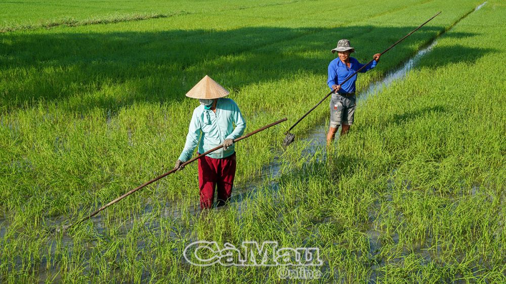 Vợ chồng ông Võ Thành Công, xã Khánh Bình Ðông, huyện Trần Văn Thời, đang giặm lại lúa do lúc sạ khô bị chuột cắn phá.