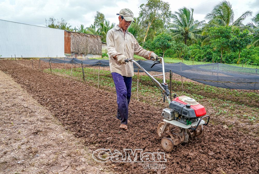 Hàng ngàn bầu cây giống xanh tốt của ông Nguyễn Văn Hoà đang chờ ngày xuống giống.