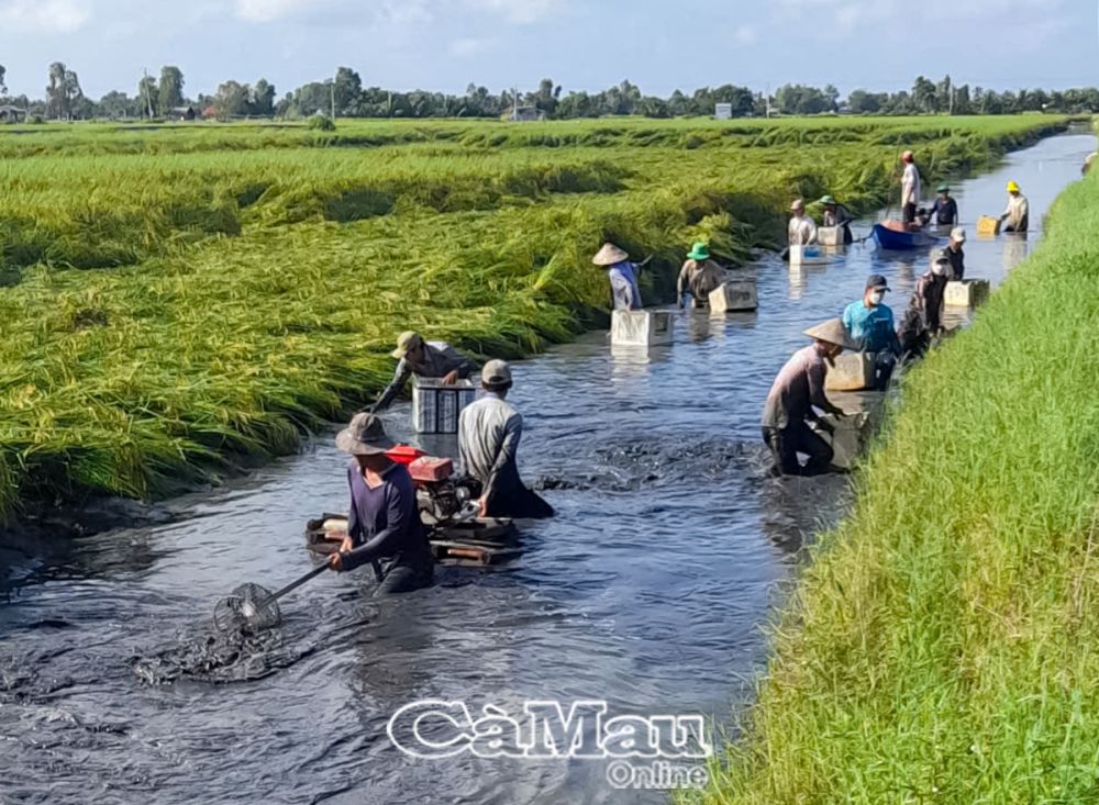 Người dân thu hoạch tôm càng trên mô hình lúa - tôm kết hợp tại Ấp 5.