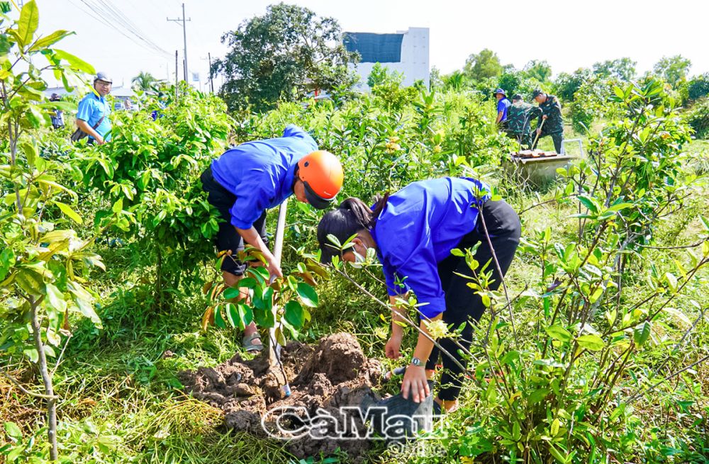 Ðoàn viên trồng cây vú sữa tại các phần đất do người dân hiến tặng.