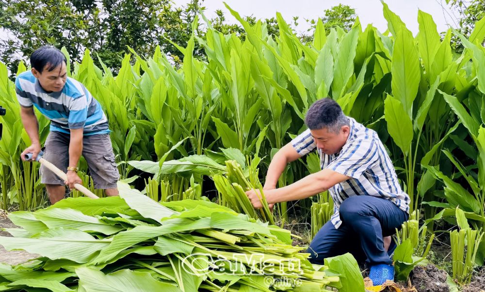 HTX Nhật Huy cung cấp giống và đồng hành cùng nông dân từ chăm sóc đến thu hoạch nhằm đảm bảo chất lượng sản phẩm.