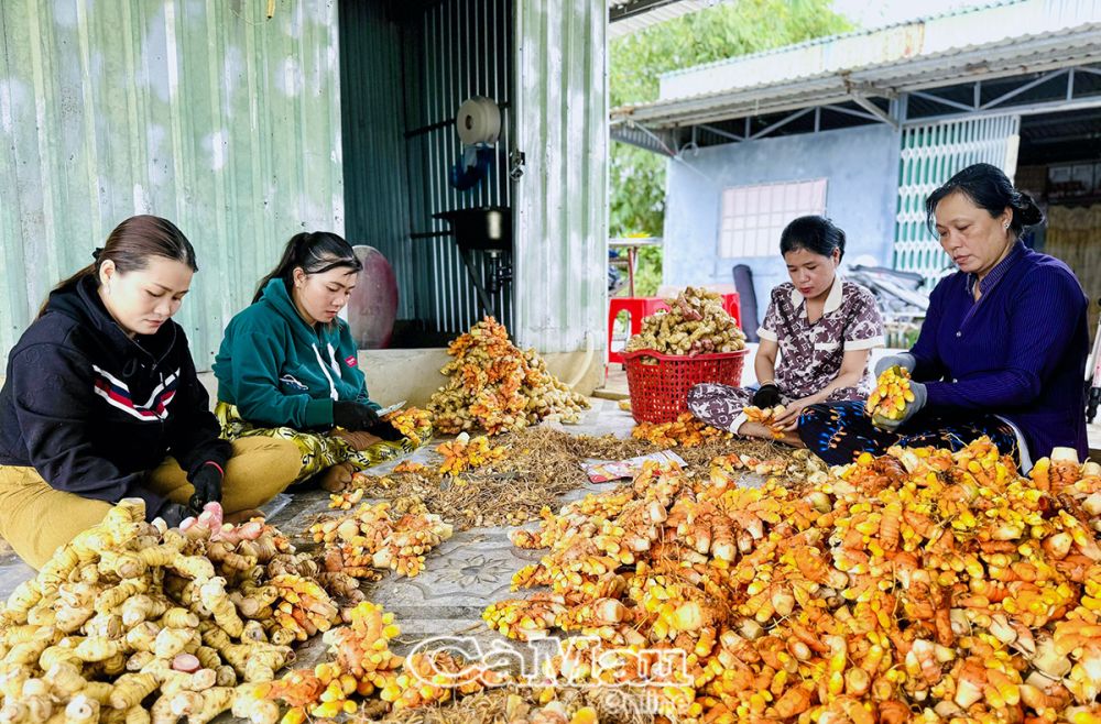 HTX Nhật Huy tạo việc làm thường xuyên cho lao động ở địa phương.