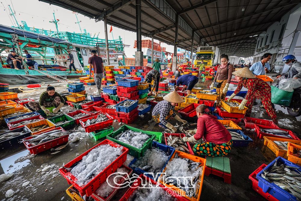 Vào con nước, Cảng cá Sông Ðốc mỗi ngày tiêu thụ trên 150 tấn thuỷ sản các loại.