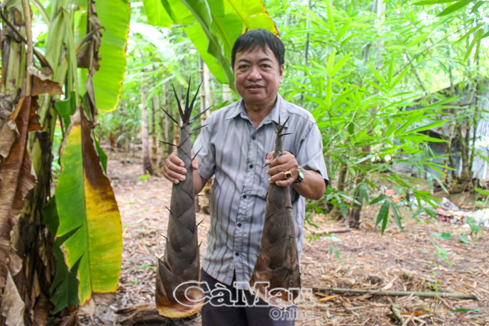 Măng mạnh tông dễ trồng, mang lại hiệu quả kinh tế cho người dân trên lâm phần.