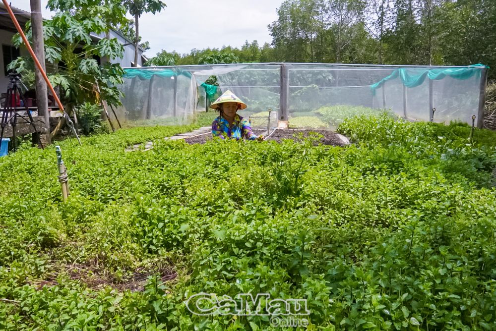 Bà Trần Thị Minh, ấp Rạch Thọ, xã Ðất Mũi chăm sóc vườn rau sạch để bỏ mối cho các điểm du lịch, homestay.