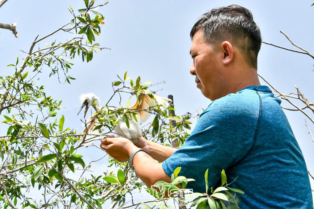 Ông Thắng chăm sóc cò con tại vườn.