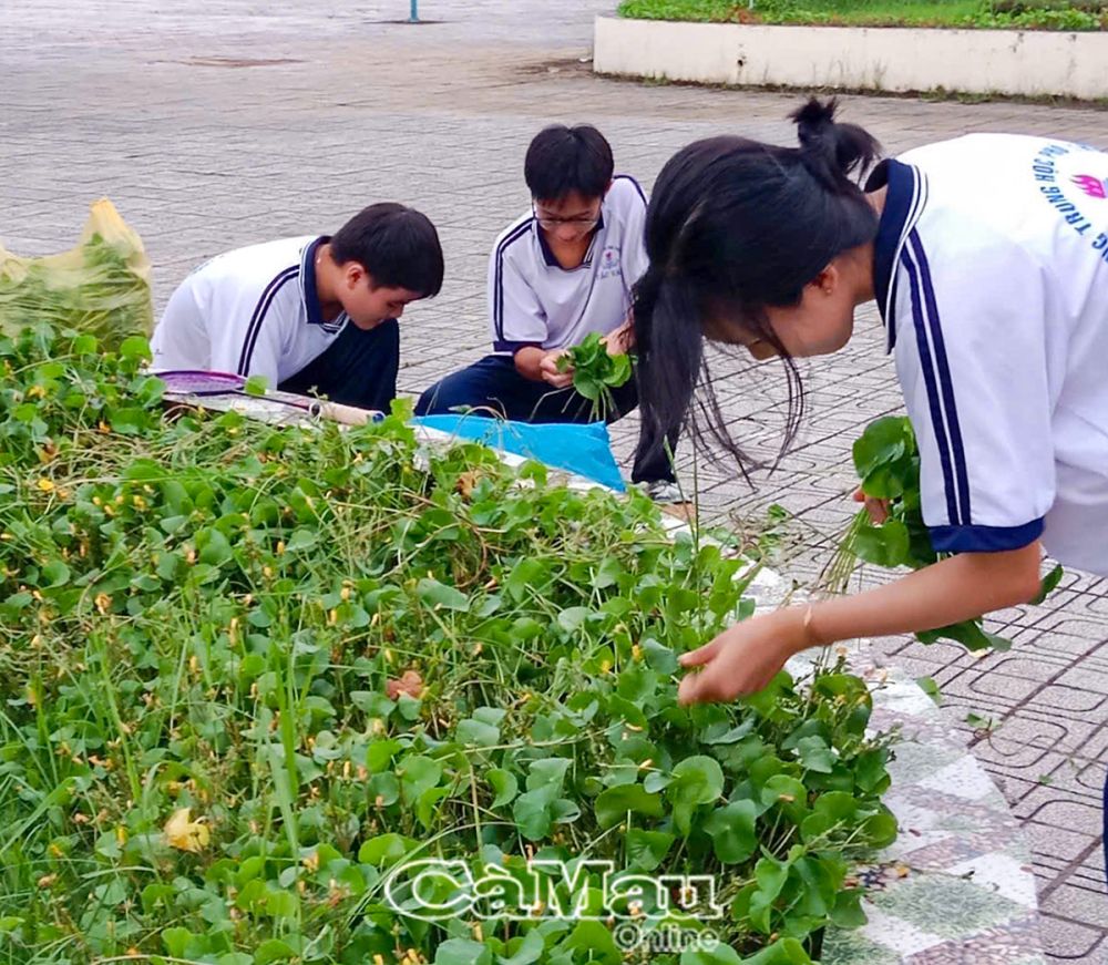 Từ những cây rau má lá sen có sẵn trong trường đã mang lại nhiều cảm hứng sáng tạo cho các bạn trẻ.