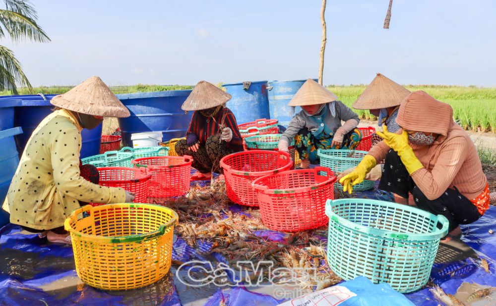 Tôm càng xanh hiện có giá cao nên người nuôi rất phấn khởi.