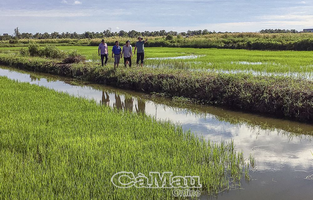 Ngành chuyên môn kết hợp chính quyền xã Lương Thế Trân kiểm tra mô hình tự phát gieo sạ vụ lúa trên đất nuôi tôm.