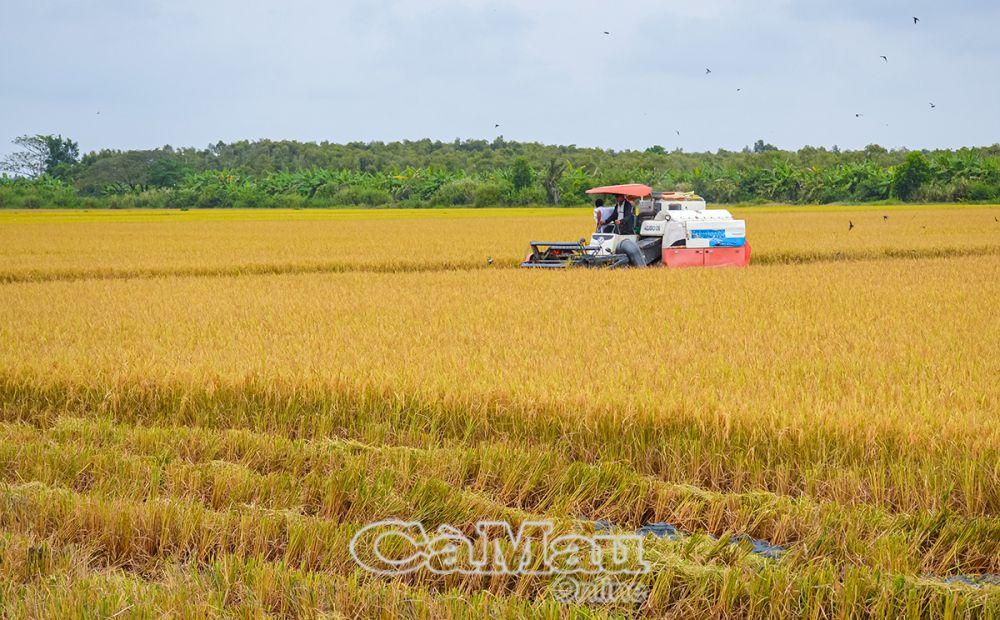 Đến nay tỉnh Cà Mau có tổng số có 63/82 xã đạt chuẩn nông thôn mới; các chương trình mục tiêu quốc gia đã làm thay đổi diện mạo các vùng nông thôn.