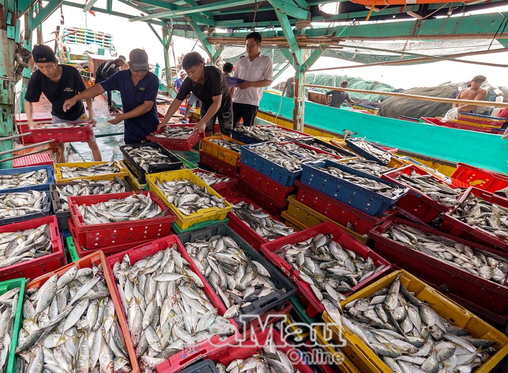 Sáng sớm, từng khay chất đầy cá từ hầm tàu được đưa lên cảng.