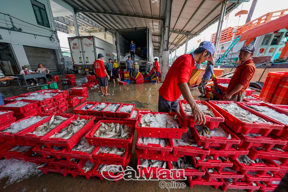 Chỉ trong buổi sáng, hàng chục tấn cá được thương lái cân và đưa lên xe chuyển đi khắp các tỉnh, thành phố trong cả nước.