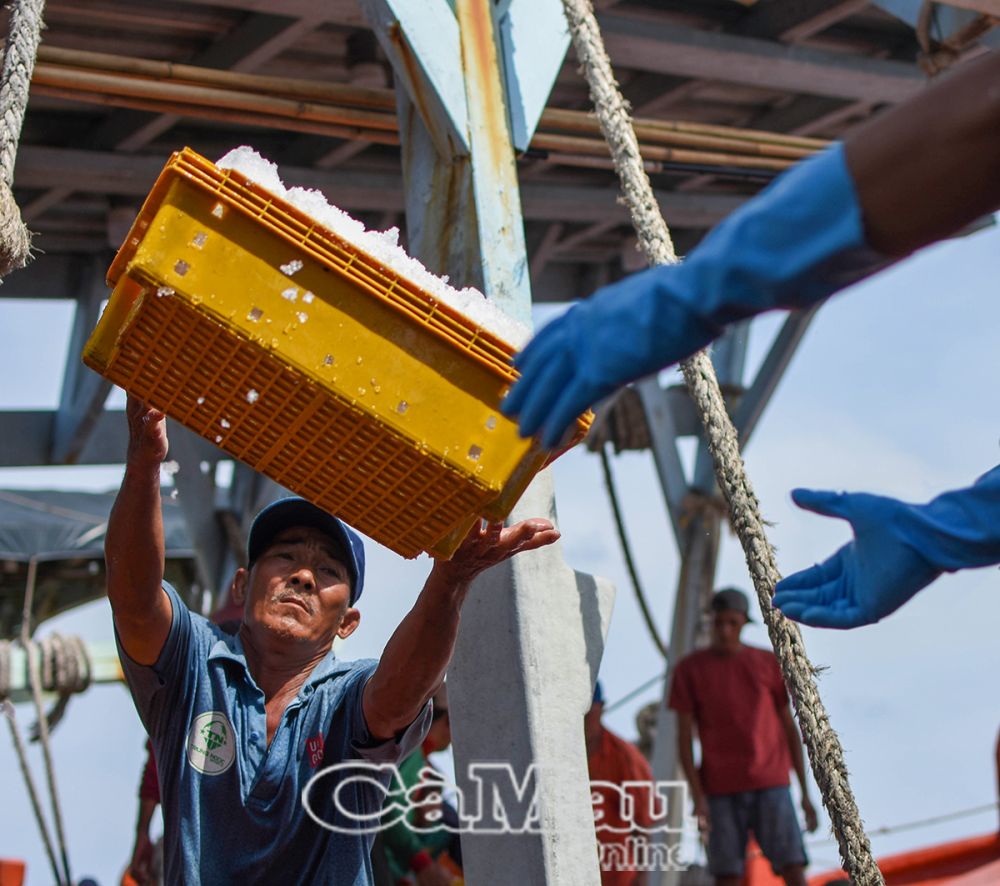 Ông Nguyễn Vinh Lộc (quê tỉnh Trà Vinh) gần 60 tuổi vẫn gắn bó với nghề đi biển.