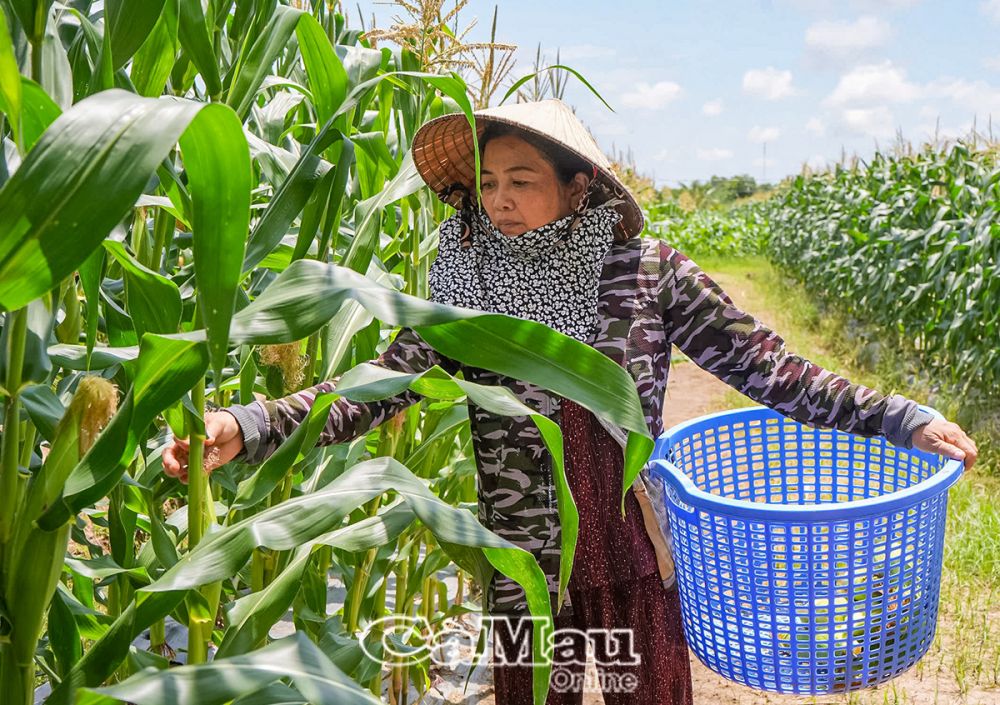 Phụ nữ ngày nay không chỉ lo chuyện bếp núc mà tự tìm tòi mô hình kinh tế và gánh vác tài chính trong gia đình.