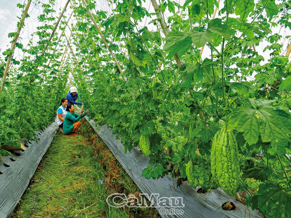 Ðưa màu xuống ruộng kết hợp trồng cây ăn trái, nuôi cá đồng, gia đình bà Nguyễn Ngọc Thuận (người cầm trái khổ qua), ấp Vườn Tre, xã Khánh Lộc, huyện Trần Văn Thời, thu lợi nhuận trên 100 triệu đồng/năm trên diện tích 1 ha.