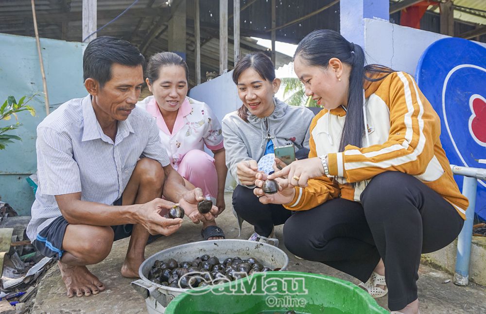 Mô hình hùn vốn đã tạo điều kiện giúp nhiều phụ nữ ấp 8 tích luỹ nguồn thu nhập.