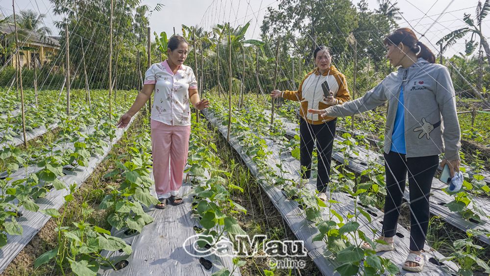 Từ nguồn hùn vốn xoay vòng, chị Tú có thể phát triển mô hình trồng rẫy trên cùng diện tích nông nghiệp