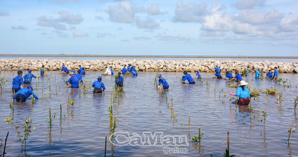 Tuổi trẻ huyện Trần Văn Thời tham gia chương trình “Sức sống xanh vì Cà Mau xanh” và trồng cây chống sạt lở tại đê biển Tây, xã Khánh Bình Tây, huyện Trần Văn Thời. Ảnh: TUYẾT MỈNH