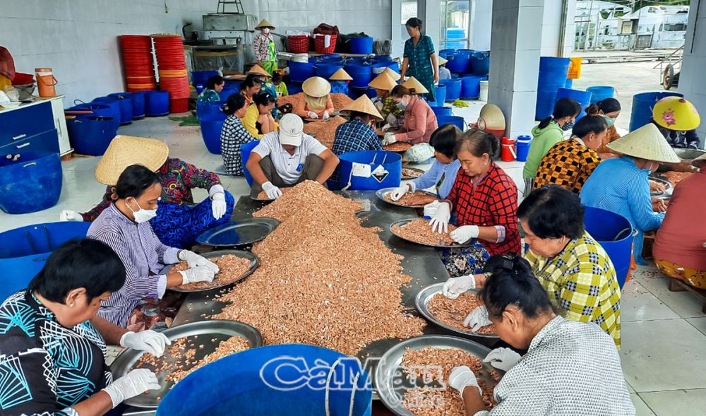 Nghề làm tôm khô giúp nhiều cư dân ven biển có thêm thu nhập trong những tháng cuối năm.