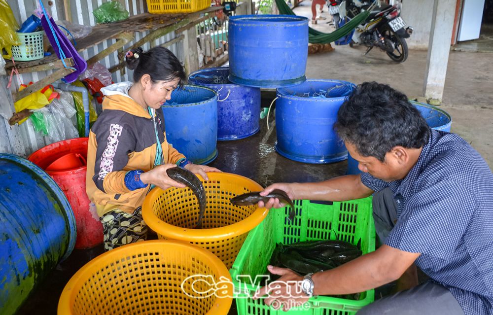 Ngoài huê lợi từ cây bồn bồn, người dân còn nuôi cá đồng tăng thêm thu nhập.