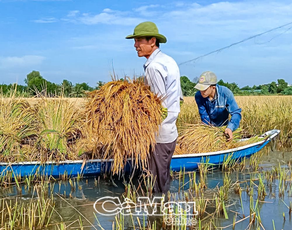 Ông Tám Hoàng thu hoạch lúa trên đất nuôi tôm.