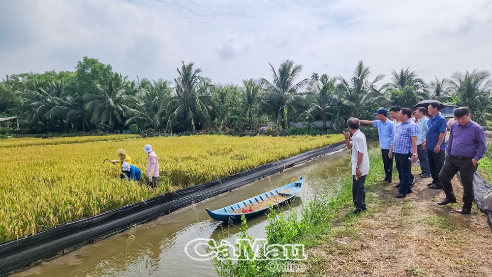 Sau hơn 3 tháng xuống giống, mô hình lúa - tôm ở Cái Bát đang thu hoạch, năng suất đạt trên 5 tấn/ha.