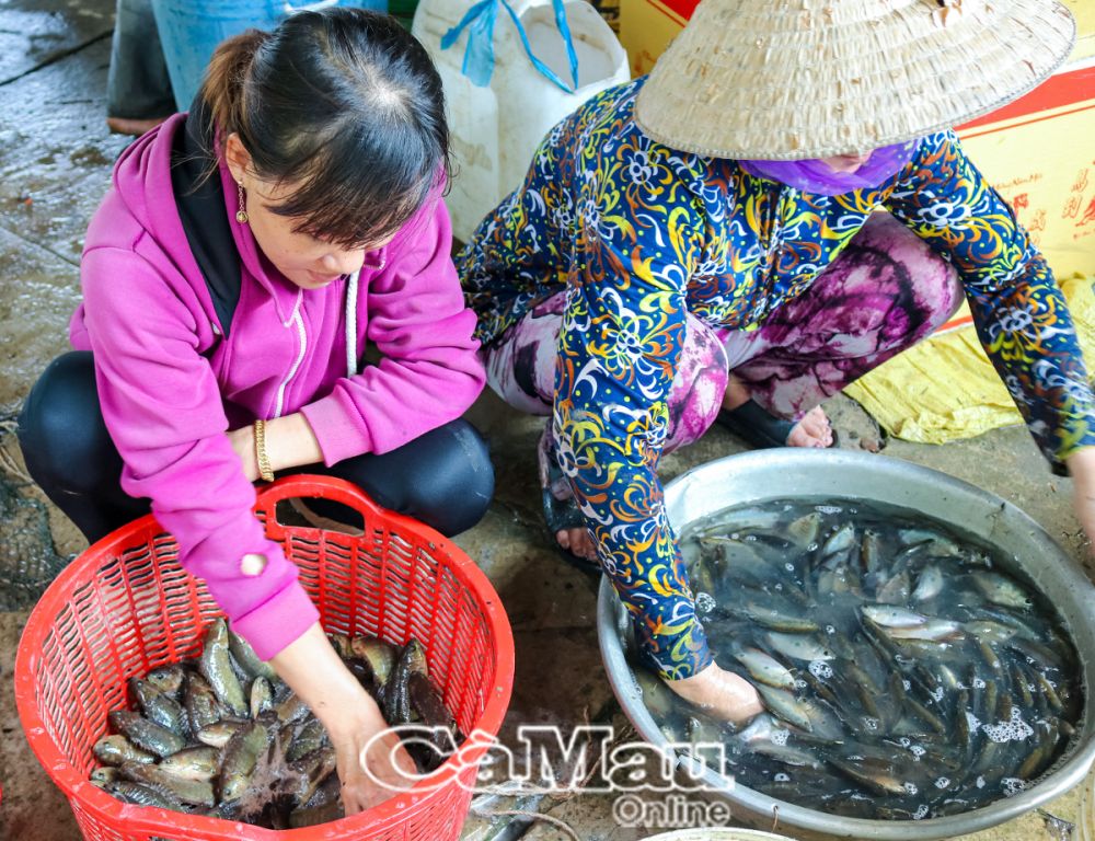 cá là nguồn thực phẩm rất giàu chế độ dinh dưỡng, việc chọn lựa nguồn thực phẩm vẫn còn tươi sống cho bữa ăn gia đình, sẽ tốt hơn cho sức khỏe ngưởi tiêu dùng.