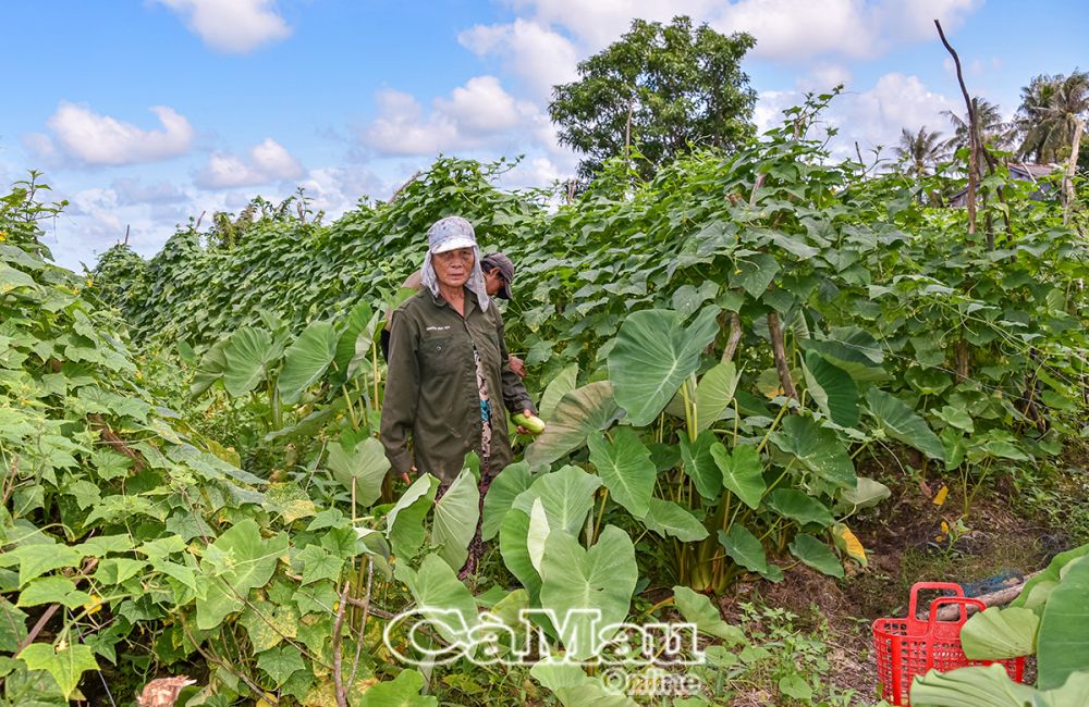 mô hình trồng màu không sử dụng thuốc hoá học, chỉ sử dụng thuốc bảo vệ thực vật bằng công  nghệ sinh học của nông dân xã Khánh Bình Tây, huyện Trần Văn Thời, nhằm đảm bảo an toàn cho người tiêu dùng đang được nhân rộng. 