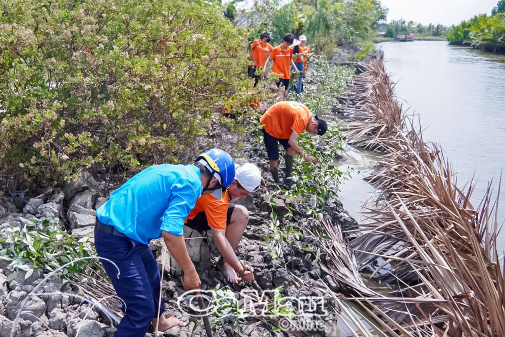 Thanh niên xã Phong Ðiền, huyện Trần Văn Thời trồng cây chống sạt lở.