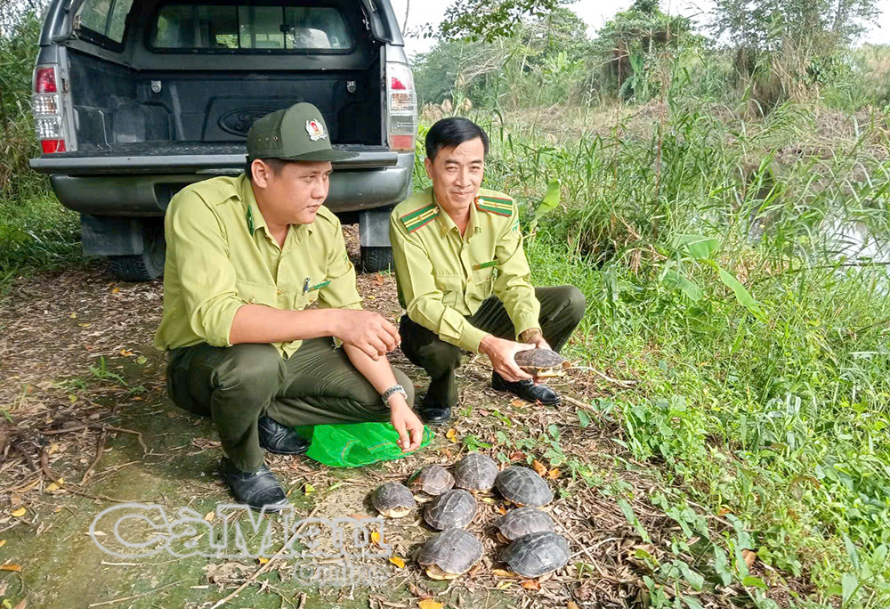 Hạt Kiểm lâm huyện U Minh phối hợp với Vườn Quốc gia U Minh Hạ thả 9 cá thể rùa Ba Giờ về rừng.  (Ảnh minh hoạ)