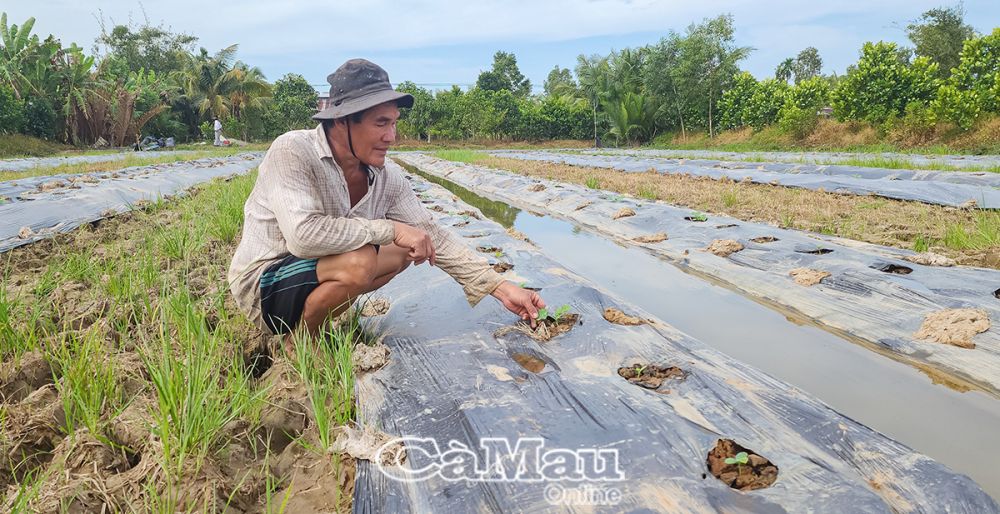 Dưa hấu của gia đình ông Nguyễn Văn Thơm, Ấp 13, xã Khánh Lâm được hơn 10 ngày tuổi, đang phát triển tốt.