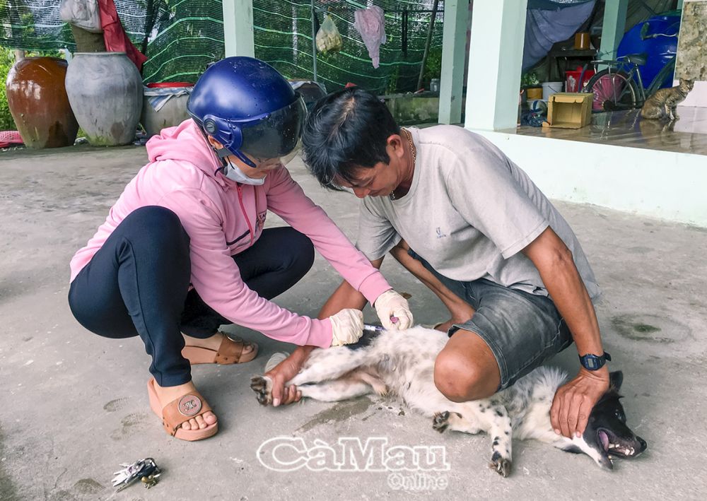 Nhân viên thú y các xã, thị trấn hỗ trợ tiêm phòng vắc xin bệnh dại trên địa bàn xã.